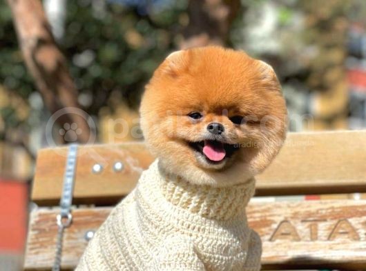 Orjinal Pomeranian görsel