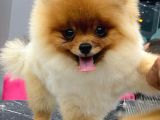 Orjinal Pomeranian