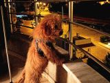 8 Aylık Erkek Redbrown Toypoodle Tüm aşıları Yapıldı