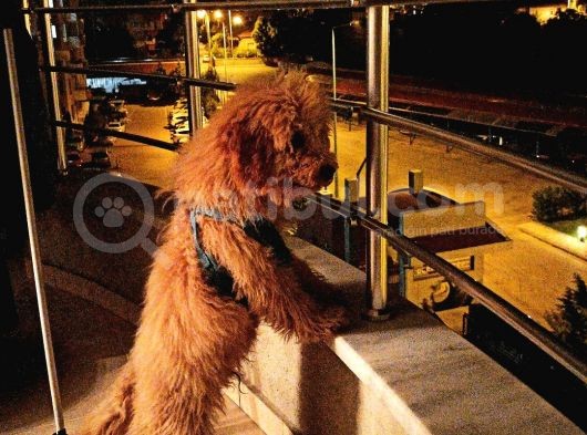 8 Aylık Erkek Redbrown Toypoodle Tüm Aşıları Yapıldı