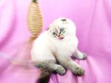 Scottish Fold, Scottish Straight Shorthair Ve Longhair Yavru Kediler