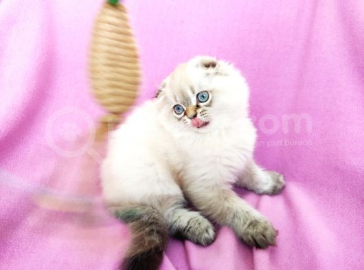 Scottish Fold, Scottish Straight Shorthair Ve Longhair Yavru Kediler görsel