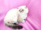 Scottish Fold, Scottish Straight Shorthair Ve Longhair Yavru Kediler