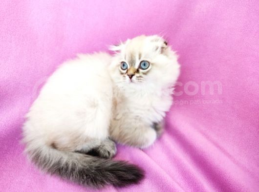 Scottish Fold, Scottish Straight Shorthair Ve Longhair Yavru Kediler görsel