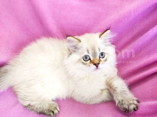 Scottish Fold, Scottish Straight Shorthair Ve Longhair Yavru Kediler görsel
