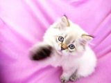 Scottish Fold, Scottish Straight Shorthair Ve Longhair Yavru Kediler