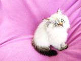 Scottish Fold, Scottish Straight Shorthair Ve Longhair Yavru Kediler