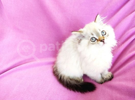 Scottish Fold, Scottish Straight Shorthair Ve Longhair Yavru Kediler görsel