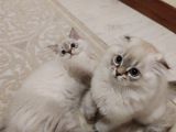 Scottish Fold, Scottish Straight Shorthair Ve Longhair Yavru Kediler