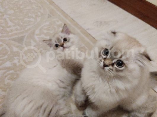Scottish Fold, Scottish Straight Shorthair Ve Longhair Yavru Kediler görsel
