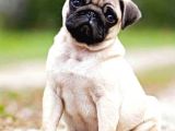 Orjinal Pug