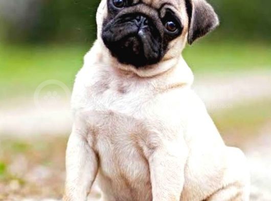 Orjinal Pug görsel