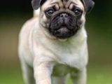 Orjinal Pug