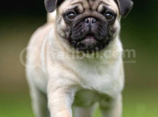 Orjinal Pug görsel