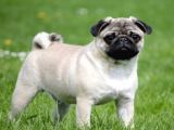 Orjinal Pug