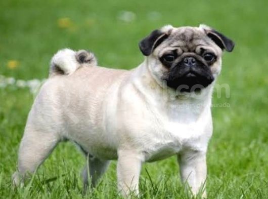 Orjinal Pug