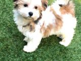 Şirin Morkie