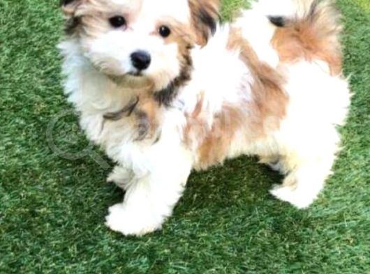 Şirin Morkie görsel