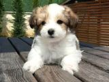 Şirin Morkie