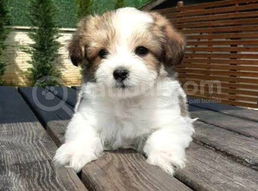 Şirin Morkie görsel