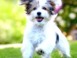 Şirin Morkie