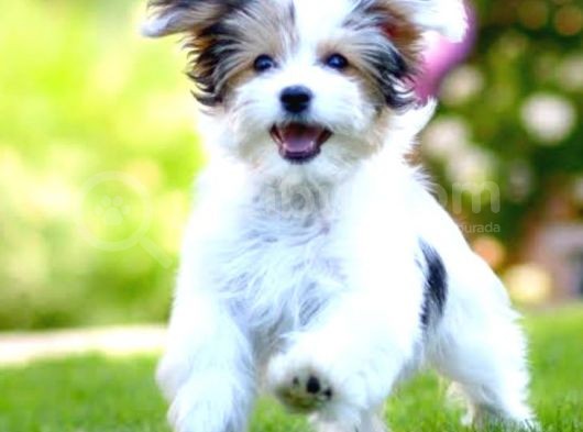 Şirin Morkie