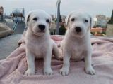 Secereli Uluslararası Dogo Argentino Yavruları