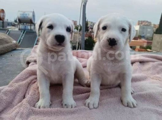 Secereli Uluslararası Dogo Argentino Yavruları
