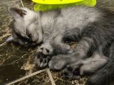 British Shorthair Yavruları