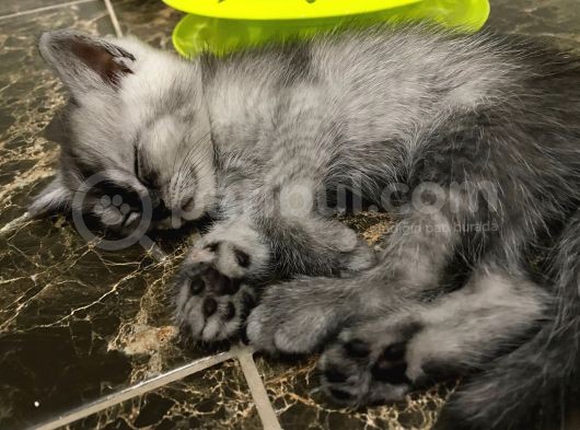 British Shorthair Yavruları görsel