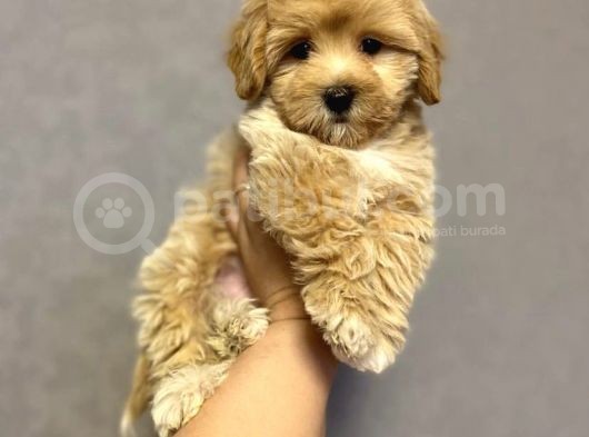 Üreticiden Safkan F2 Maltipoo Yavrularımız