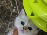 British Shorthair Yavruları