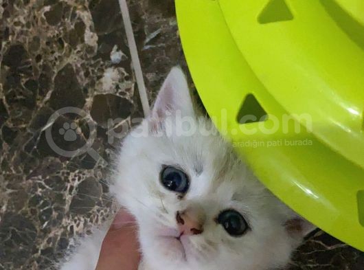 British Shorthair Yavruları görsel