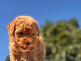 Teacup Toy Poodle Kızımız