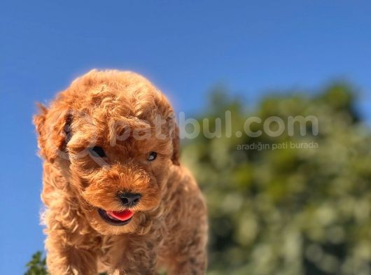 Teacup Toy Poodle Kızımız görsel