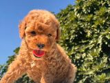 Teacup Toy Poodle Kızımız