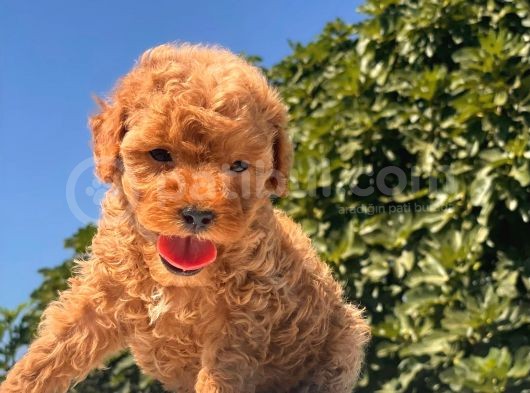 Teacup Toy Poodle Kızımız görsel