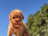 Teacup Toy Poodle Kızımız