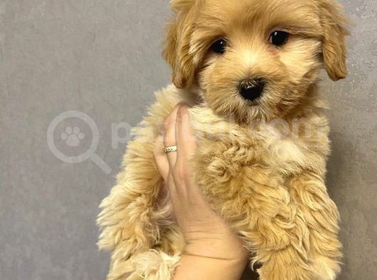 Üreticiden Safkan F2 Maltipoo Yavrularımız görsel