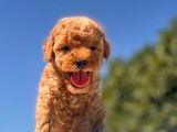 Teacup Toy Poodle Kızımız
