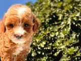 Maskeli̇ Red Toy Poodle Kizimiz