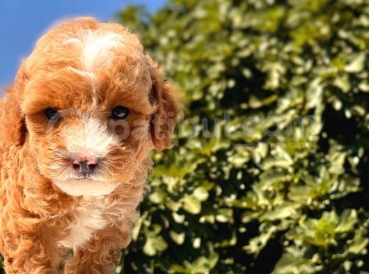 Maskeli̇ Red Toy Poodle Kizimiz görsel
