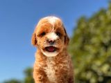 Maskeli̇ Red Toy Poodle Kizimiz