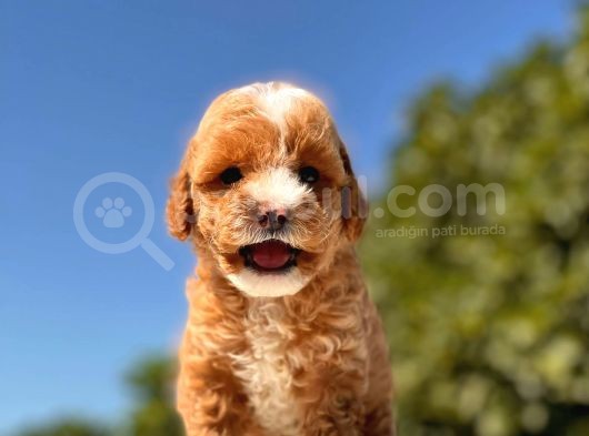 Maskeli̇ Red Toy Poodle Kizimiz görsel