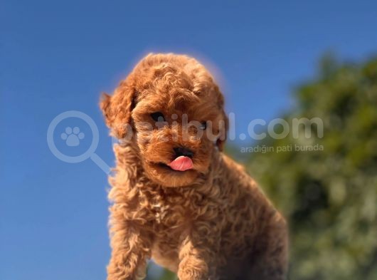 Teacup Toy Poodle Kızımız görsel
