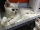 British Shorthair Yavruları