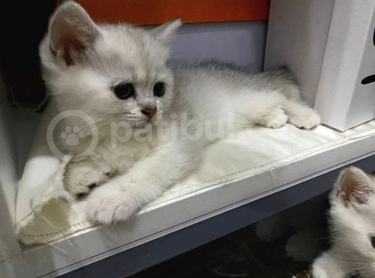 British Shorthair Yavruları
