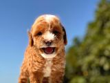 Maskeli̇ Red Toy Poodle Kizimiz