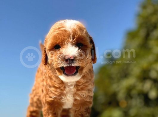 Maskeli̇ Red Toy Poodle Kizimiz