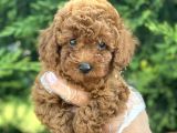 Poodle Bebekleri̇mi̇z
